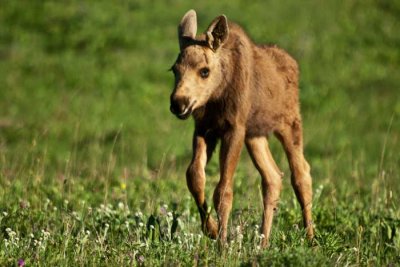 baby-moose-july-2-11-0031-E.jpg