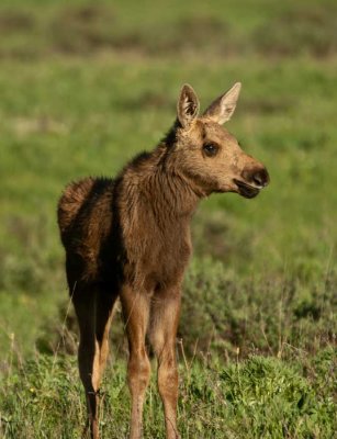 baby-moose-july-2-11-9801-E.jpg