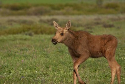 baby-moose-july-2-11-9822-E.jpg