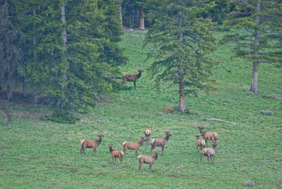 20120609-moose-june-12-26.jpg