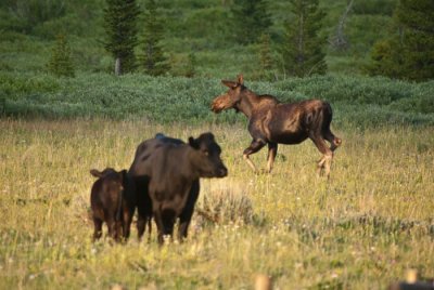 big-horns-7-13-12-12.jpg