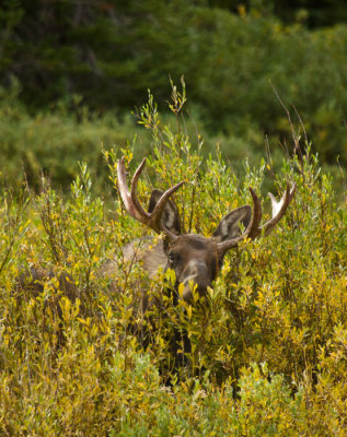 big-horn-moose-elk-8-31-12-346.jpg