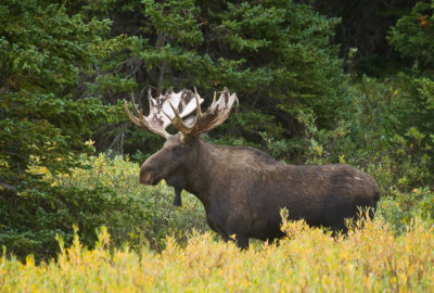 big-horn-moose-elk-8-31-12-491.jpg