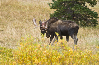 big-horn-moose-elk-8-31-12-548.jpg