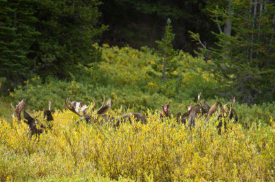 big-horn-moose-elk-8-31-12-411.jpg