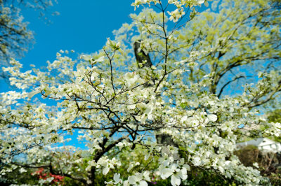 Sakura Matsui 2011