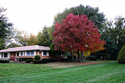 Fall Color s  on Cherry Lane 10-26.jpg