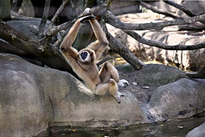 White Hand Gibbon-s- .jpg