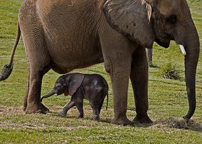 Baby Elephant KEDAR s  .jpg