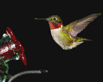 Ruby Hummer 6-24-06 s .jpg