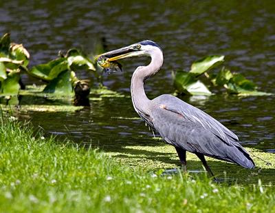 Blue Heron 13 s .jpg