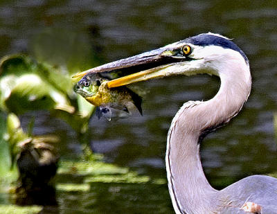 Blue Heron Successful !! s .jpg