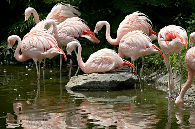 Flamingos 6-30-06   s .jpg