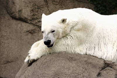Polar Bear Relaxing 3 s  .jpg