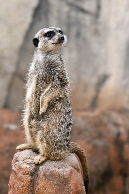 Meerkat