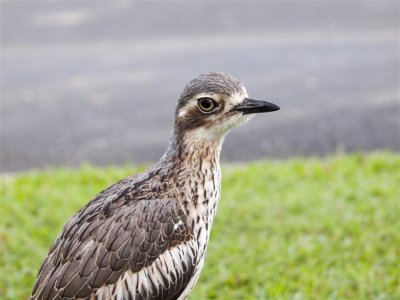 One of the three friendly Curlews at the Caravan Park