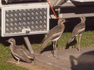 The three Curlews at the Caravan Park