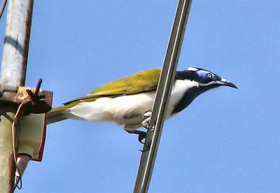 Blue-faced Honeyeater