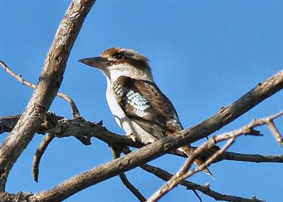 Blue-winged Kookaburra 2