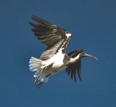 Straw-necked Ibis in flight