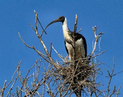 Straw-necked Ibis on nest