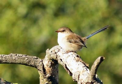 Wren on branch 2