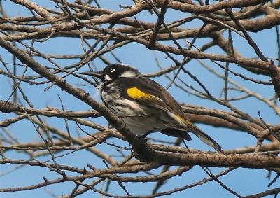 New Holland Honeyeater