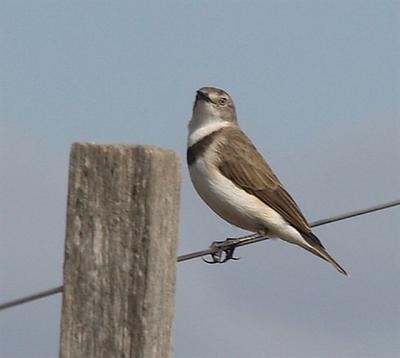 White-fronted Chat - Female
