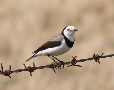 White-fronted Chat - Male 1
