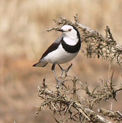 White-fronted Chat - Male 2