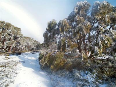 Snow trail