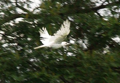 In flight