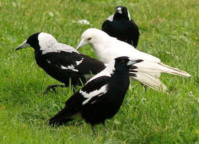 White White-backed Magpie