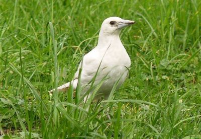 White white-backed Magpie in grass 3