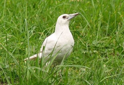 White white-backed Magpie in grass 4