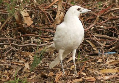 White white-backed Magpie standing