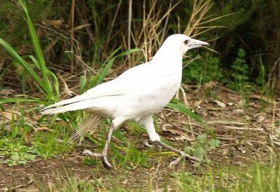 White white-backed Magpie strolling