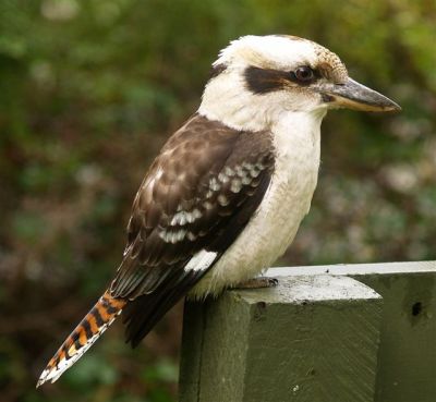 Adult Kookaburra on post