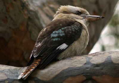 Young Kookaburra on limb