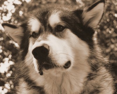 Kody 1998-2001