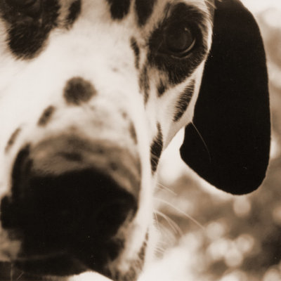 Linus
