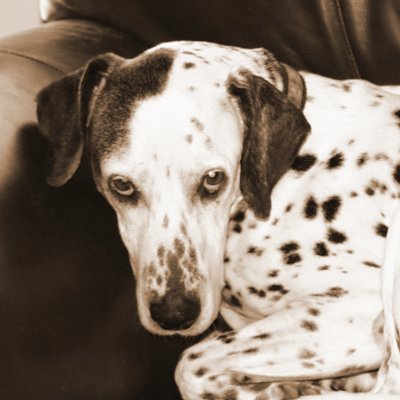 Maggie
