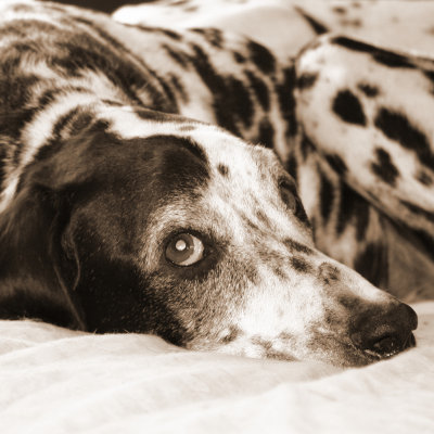 Molly  ??-2007