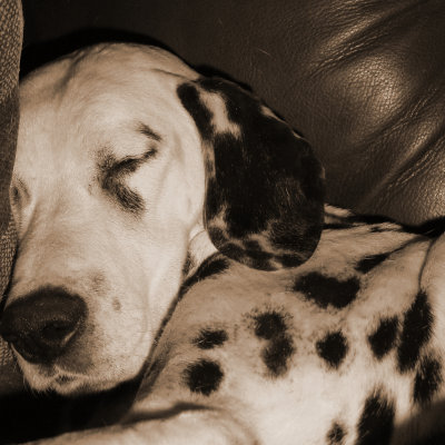 Myra 1990-2004