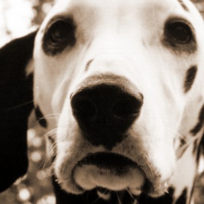 Sadie