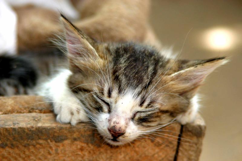 Zanzibar - Sleepy Cat