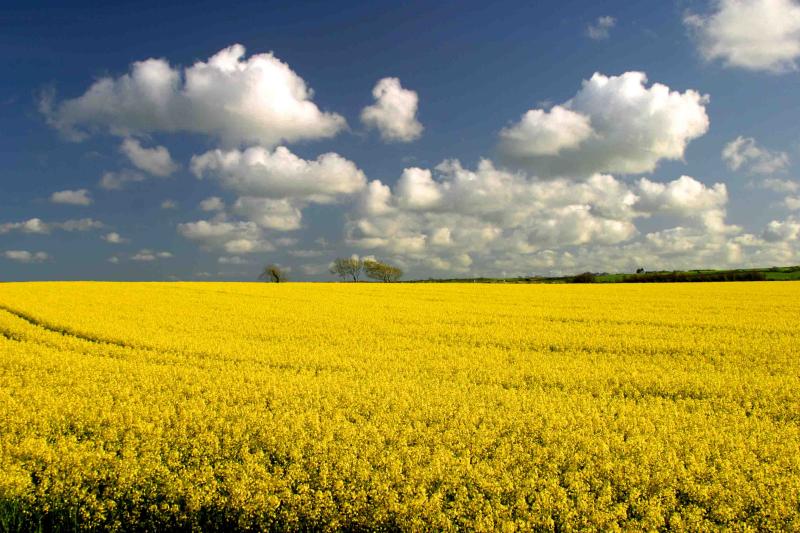 Spring day in Cornwall