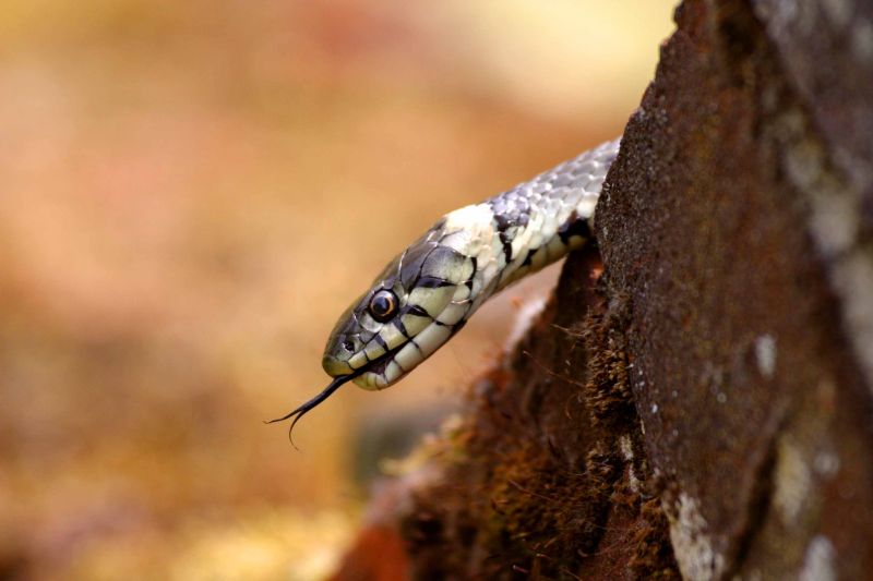 grass snake