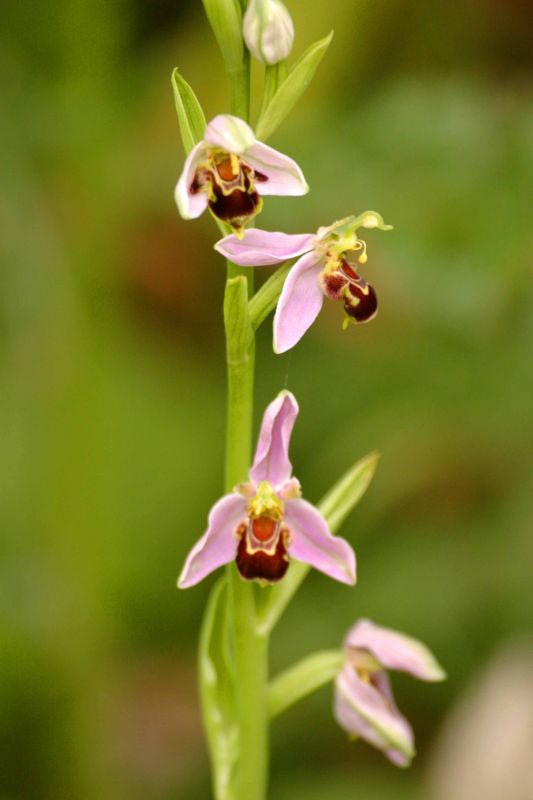 Bee Orchid