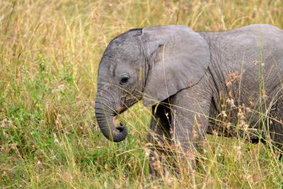 Kenya - Masai Mara - Baby Elephant